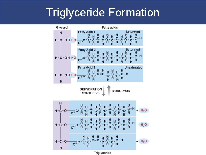 Triglyceride Formation 