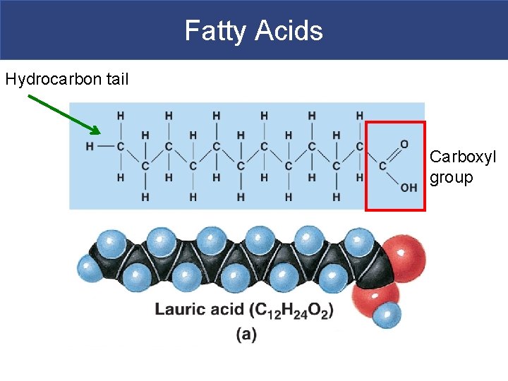 Fatty Acids Hydrocarbon tail Carboxyl group 