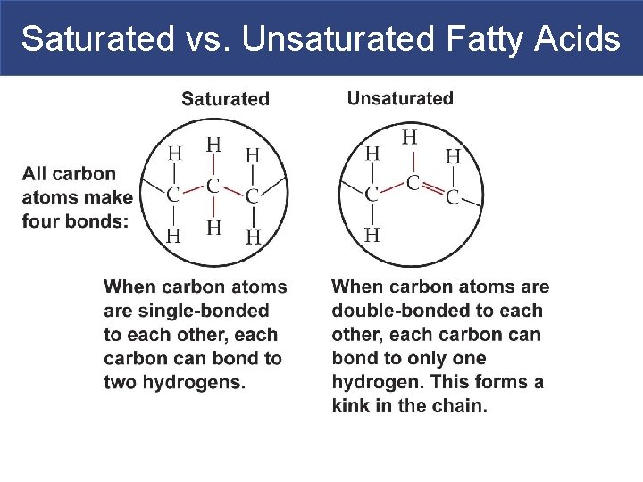 Saturated vs. Unsaturated Fatty Acids 