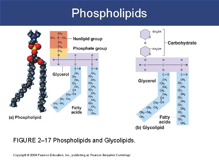 Phospholipids FIGURE 2– 17 Phospholipids and Glycolipids. Copyright © 2009 Pearson Education, Inc. ,