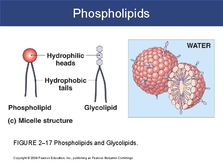 Phospholipids FIGURE 2– 17 Phospholipids and Glycolipids. Copyright © 2009 Pearson Education, Inc. ,
