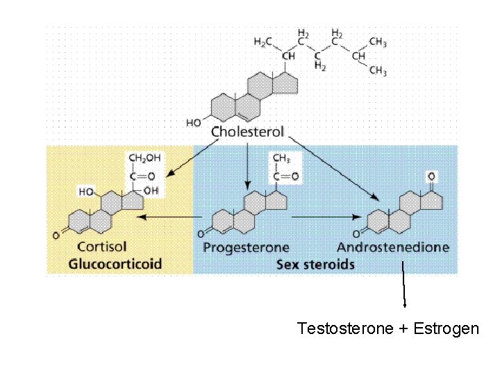 Testosterone + Estrogen 
