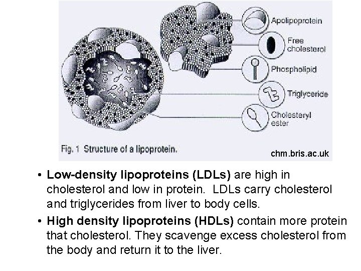 chm. bris. ac. uk • Low-density lipoproteins (LDLs) are high in cholesterol and low