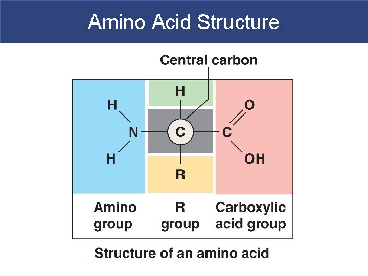 Amino Acid Structure 