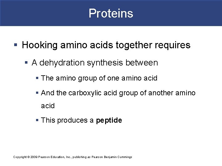 Proteins § Hooking amino acids together requires § A dehydration synthesis between § The