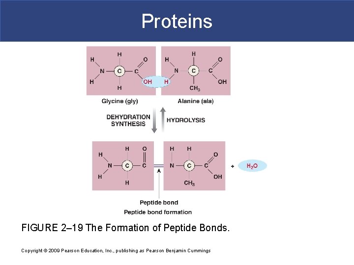 Proteins FIGURE 2– 19 The Formation of Peptide Bonds. Copyright © 2009 Pearson Education,