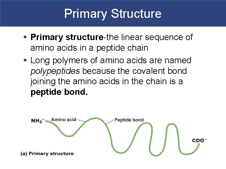 Primary Structure § Primary structure-the linear sequence of amino acids in a peptide chain
