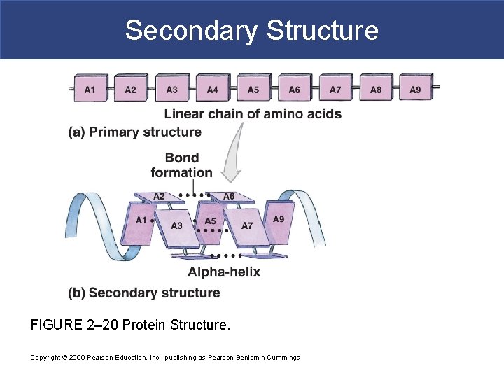 Secondary Structure FIGURE 2– 20 Protein Structure. Copyright © 2009 Pearson Education, Inc. ,