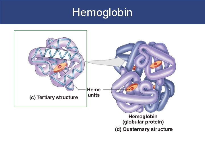 Hemoglobin 