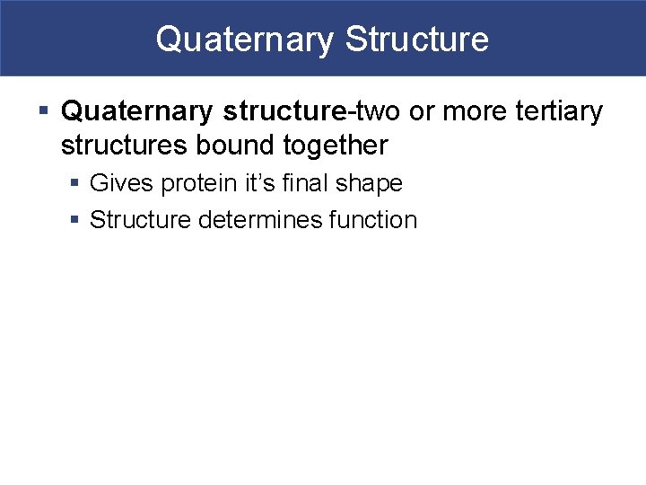 Quaternary Structure § Quaternary structure-two or more tertiary structures bound together § Gives protein
