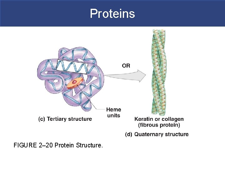 Proteins FIGURE 2– 20 Protein Structure. 