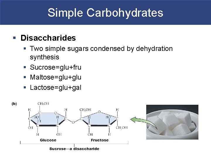 Simple Carbohydrates § Disaccharides § Two simple sugars condensed by dehydration synthesis § Sucrose=glu+fru