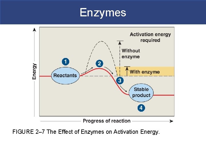 Enzymes FIGURE 2– 7 The Effect of Enzymes on Activation Energy. 