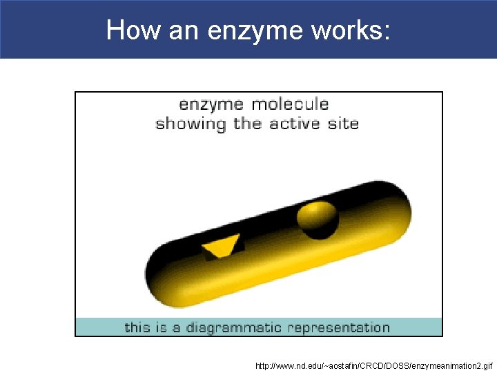 How an enzyme works: http: //www. nd. edu/~aostafin/CRCD/DOSS/enzymeanimation 2. gif 