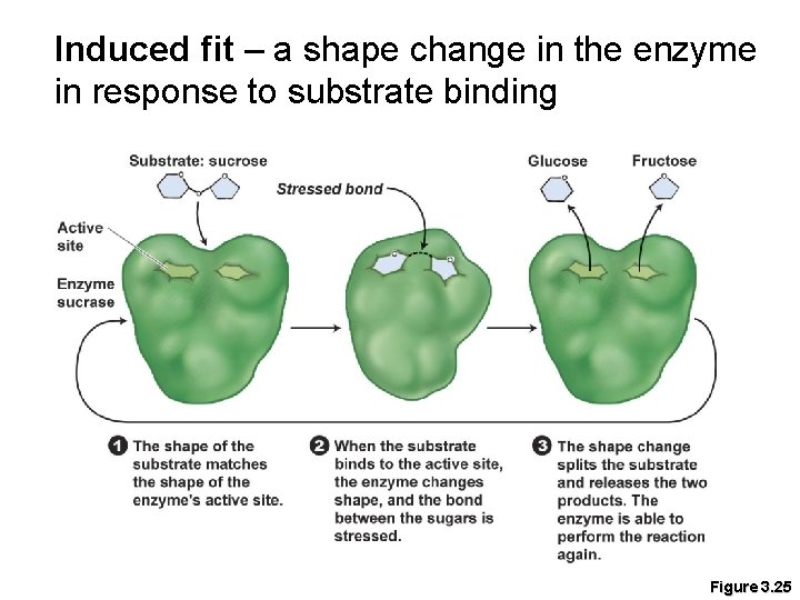 Induced fit – a shape change in the enzyme in response to substrate binding