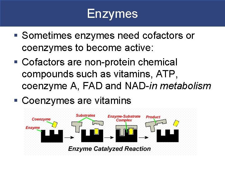 Enzymes § Sometimes enzymes need cofactors or coenzymes to become active: § Cofactors are