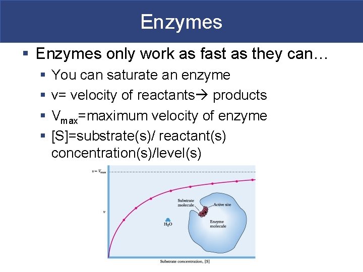 Enzymes § Enzymes only work as fast as they can… § § You can