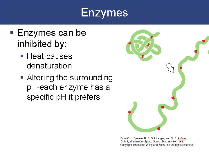 Enzymes § Enzymes can be inhibited by: § Heat-causes denaturation § Altering the surrounding
