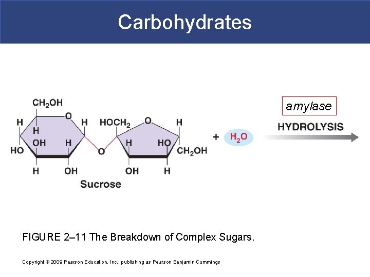 Carbohydrates amylase FIGURE 2– 11 The Breakdown of Complex Sugars. Copyright © 2009 Pearson