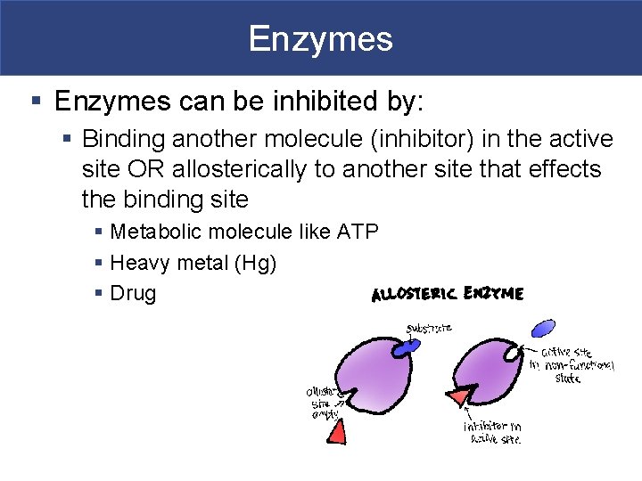 Enzymes § Enzymes can be inhibited by: § Binding another molecule (inhibitor) in the