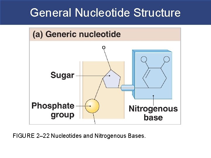 General Nucleotide Structure FIGURE 2– 22 Nucleotides and Nitrogenous Bases. 