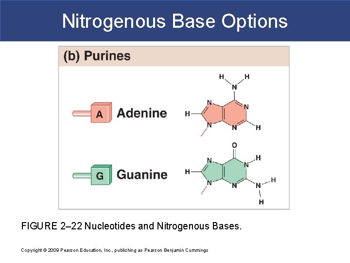 Nitrogenous Base Options FIGURE 2– 22 Nucleotides and Nitrogenous Bases. Copyright © 2009 Pearson