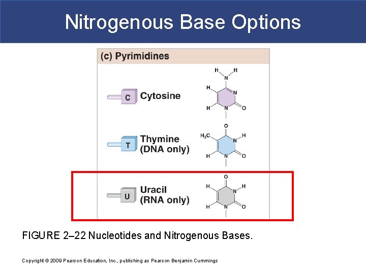 Nitrogenous Base Options FIGURE 2– 22 Nucleotides and Nitrogenous Bases. Copyright © 2009 Pearson