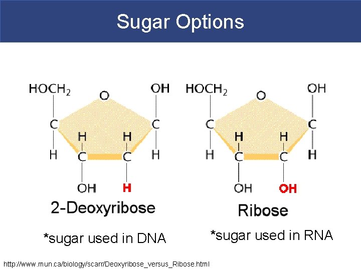 Sugar Options *sugar used in DNA http: //www. mun. ca/biology/scarr/Deoxyribose_versus_Ribose. html *sugar used in