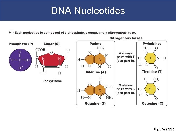 DNA Nucleotides Figure 2. 22 c 