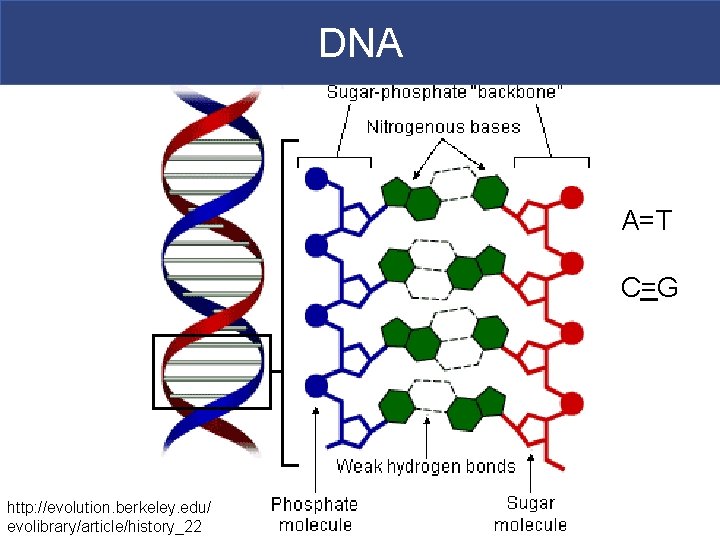 DNA A=T C=G http: //evolution. berkeley. edu/ evolibrary/article/history_22 