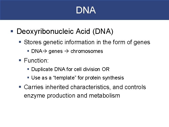 DNA § Deoxyribonucleic Acid (DNA) § Stores genetic information in the form of genes