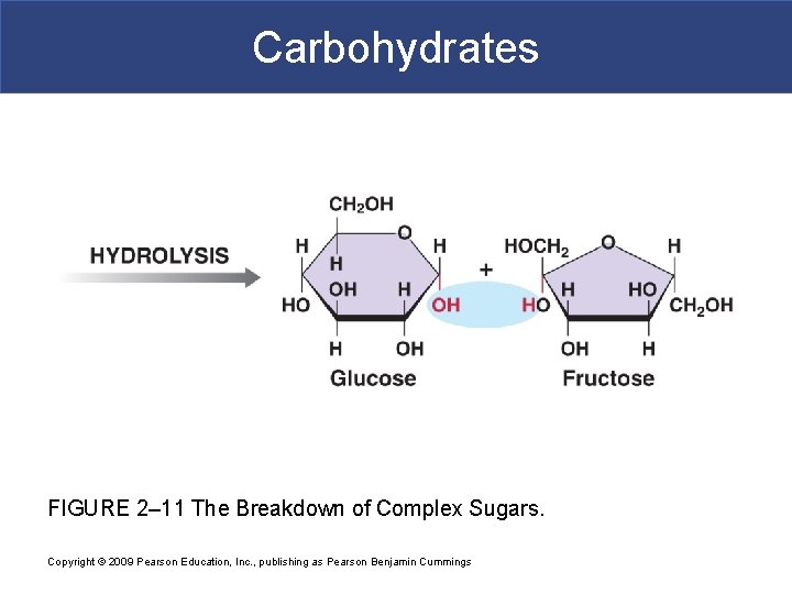 Carbohydrates FIGURE 2– 11 The Breakdown of Complex Sugars. Copyright © 2009 Pearson Education,