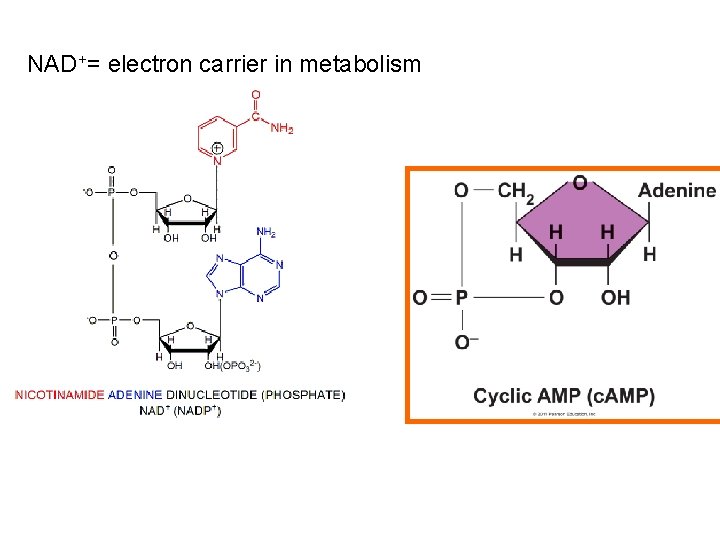NAD+= electron carrier in metabolism 