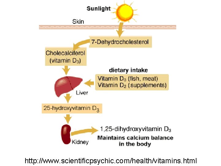 http: //www. scientificpsychic. com/health/vitamins. html 