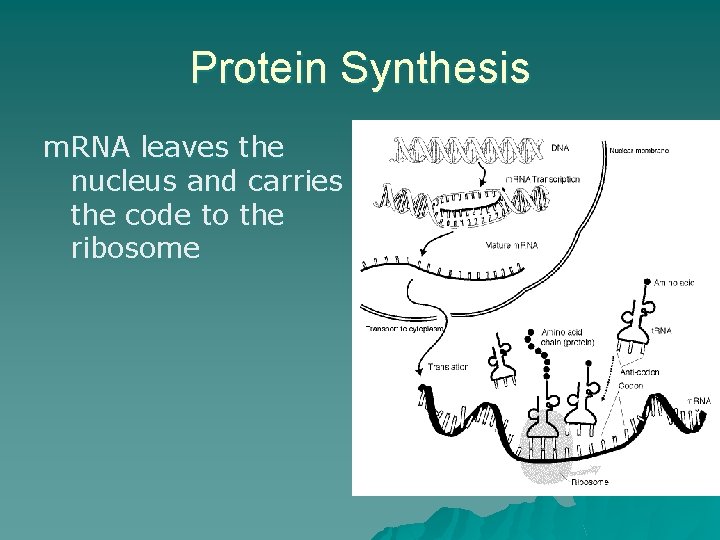 Protein Synthesis m. RNA leaves the nucleus and carries the code to the ribosome