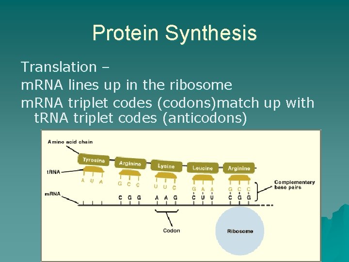 Protein Synthesis Translation – m. RNA lines up in the ribosome m. RNA triplet