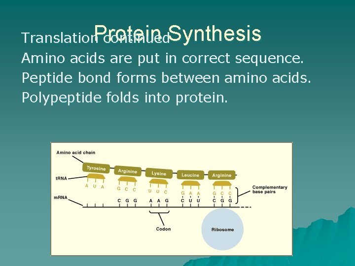 Translation. Protein continued. Synthesis Amino acids are put in correct sequence. Peptide bond forms