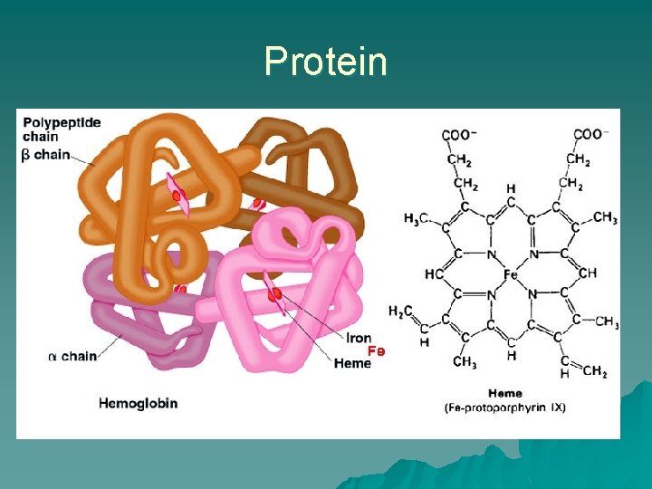Protein 