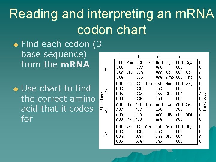 Reading and interpreting an m. RNA codon chart u u Find each codon (3