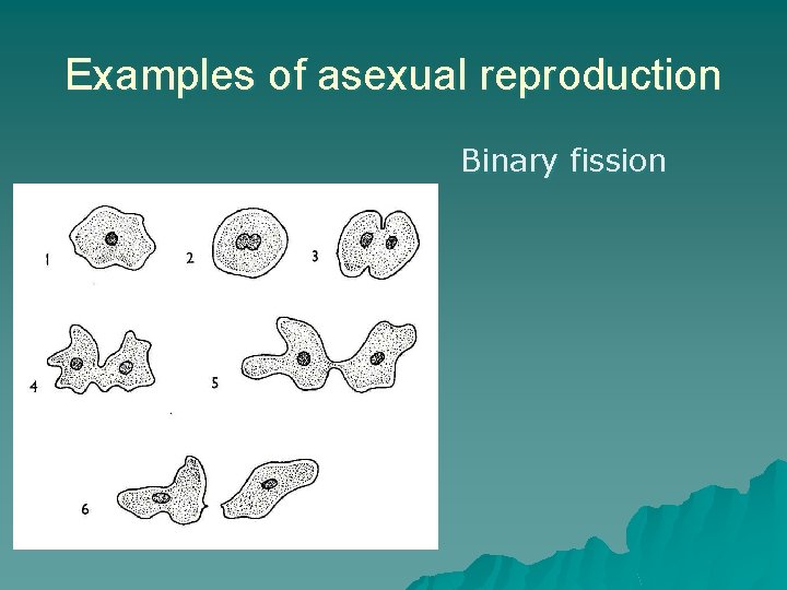 Examples of asexual reproduction Binary fission 