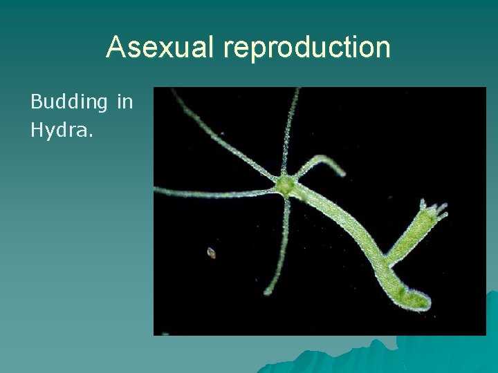 Asexual reproduction Budding in Hydra. 