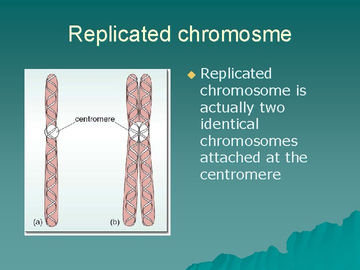 Replicated chromosme u Replicated chromosome is actually two identical chromosomes attached at the centromere