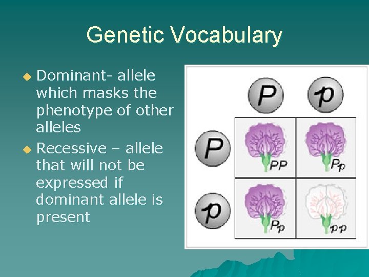 Genetic Vocabulary Dominant- allele which masks the phenotype of other alleles u Recessive –
