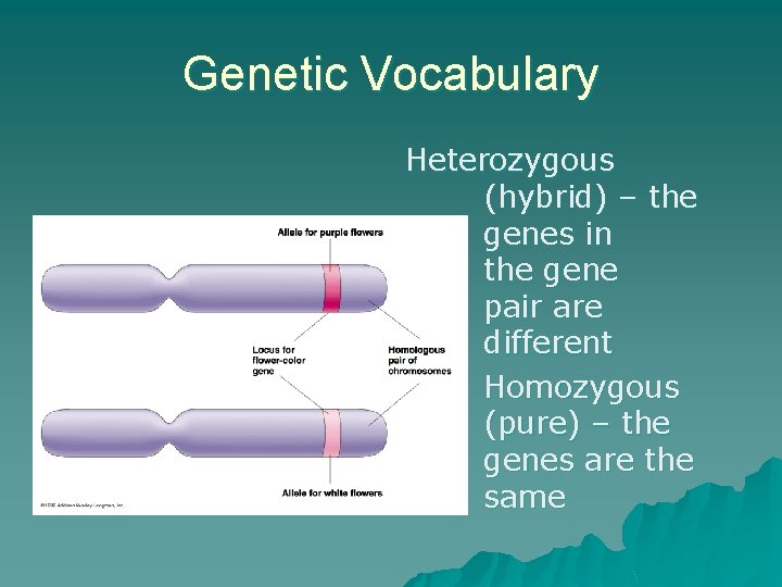Genetic Vocabulary Heterozygous (hybrid) – the genes in the gene pair are different Homozygous