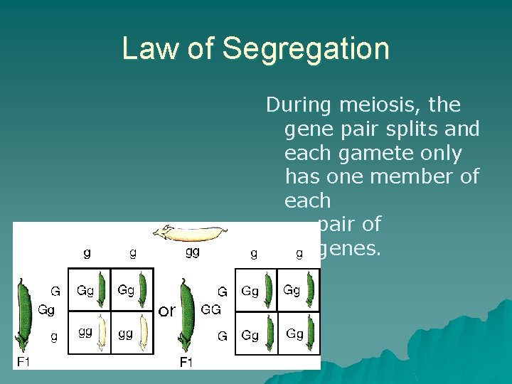 Law of Segregation During meiosis, the gene pair splits and each gamete only has