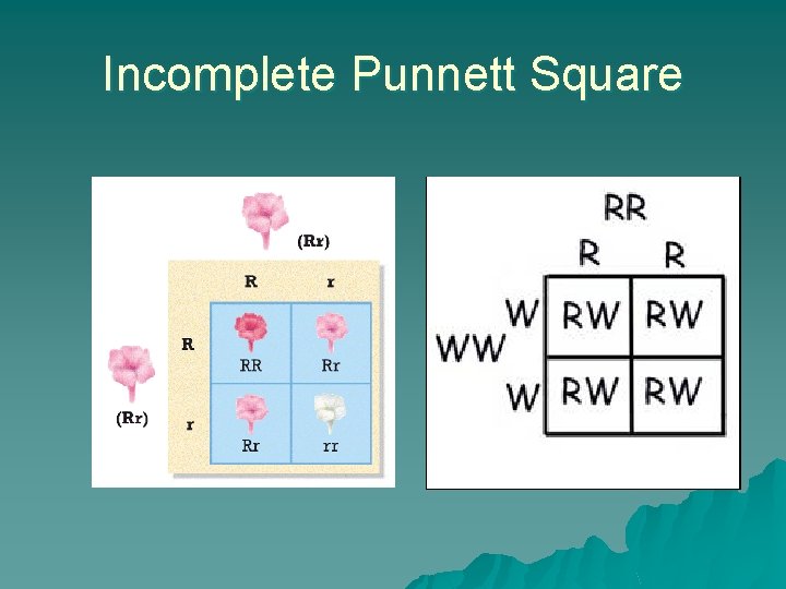 Incomplete Punnett Square 