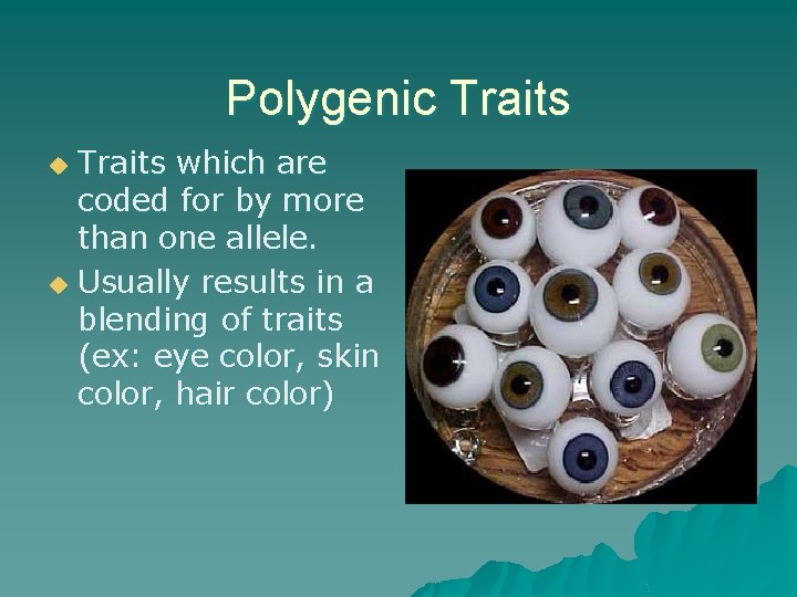 Polygenic Traits which are coded for by more than one allele. u Usually results