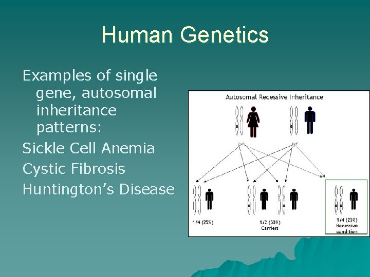 Human Genetics Examples of single gene, autosomal inheritance patterns: Sickle Cell Anemia Cystic Fibrosis