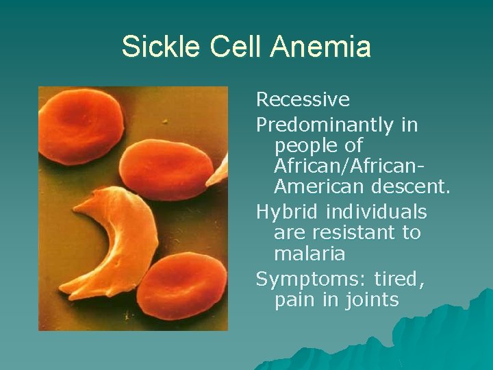 Sickle Cell Anemia Recessive Predominantly in people of African/African. American descent. Hybrid individuals are