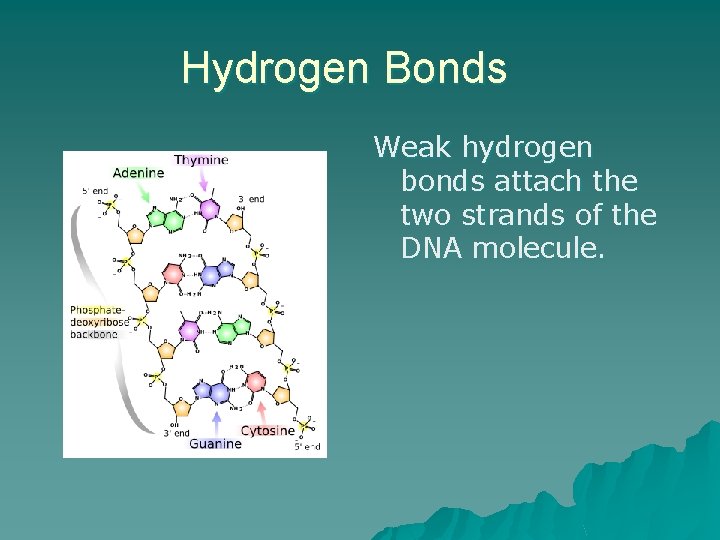 Hydrogen Bonds Weak hydrogen bonds attach the two strands of the DNA molecule. 